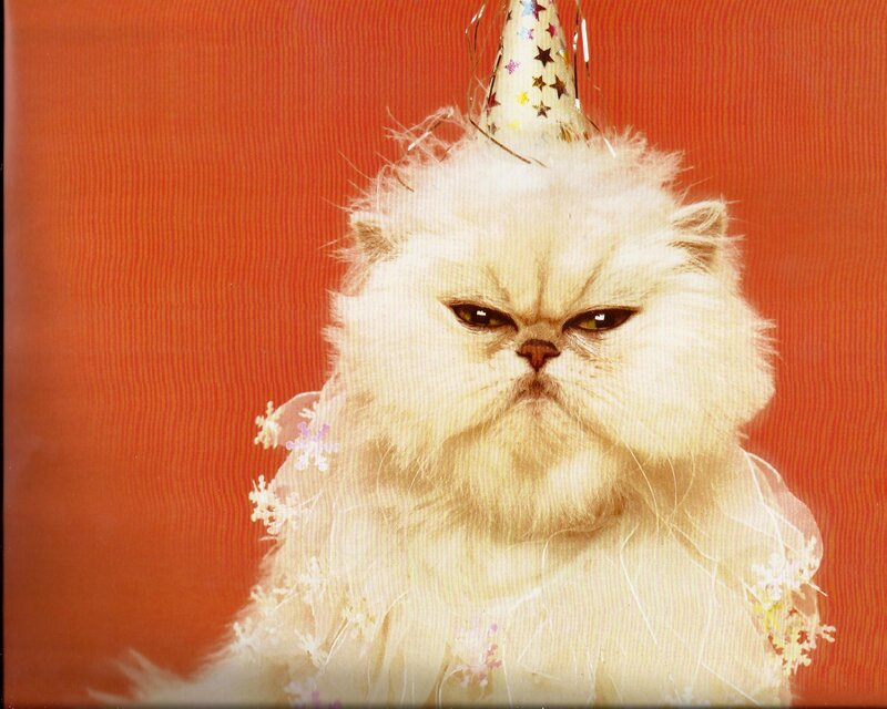 Fluffy White Cat — Festive