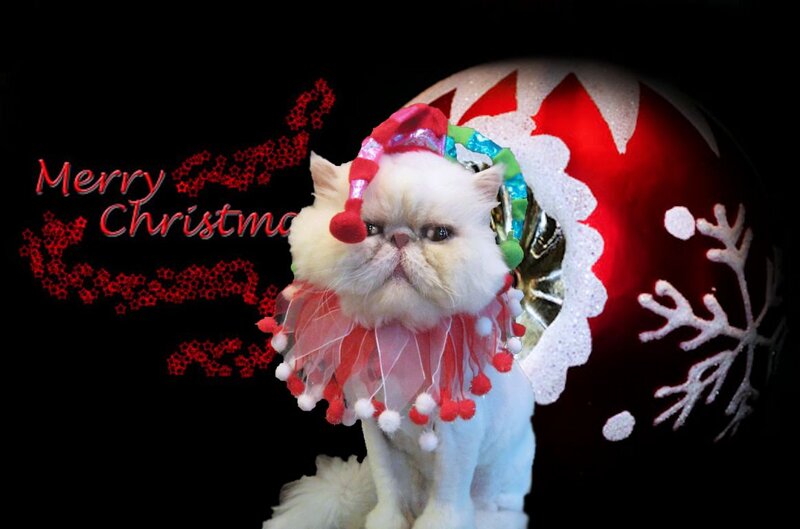 Fluffy White Cat — Festive, Winter