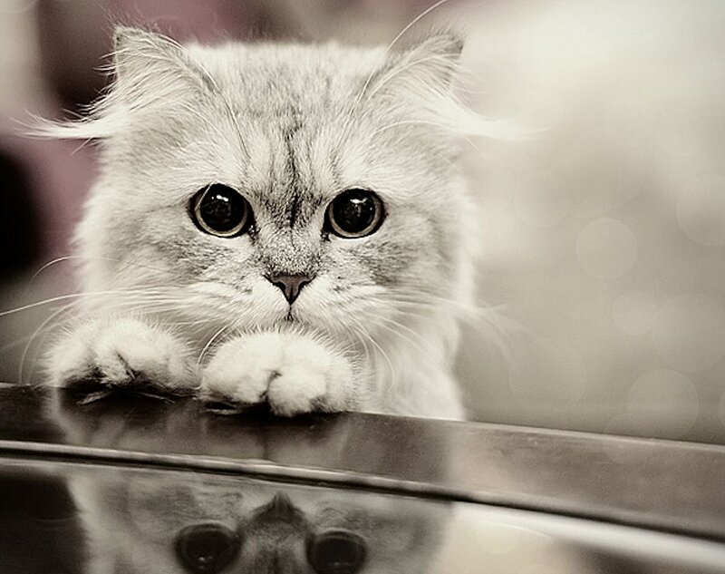 Fluffy White Cat — Gray