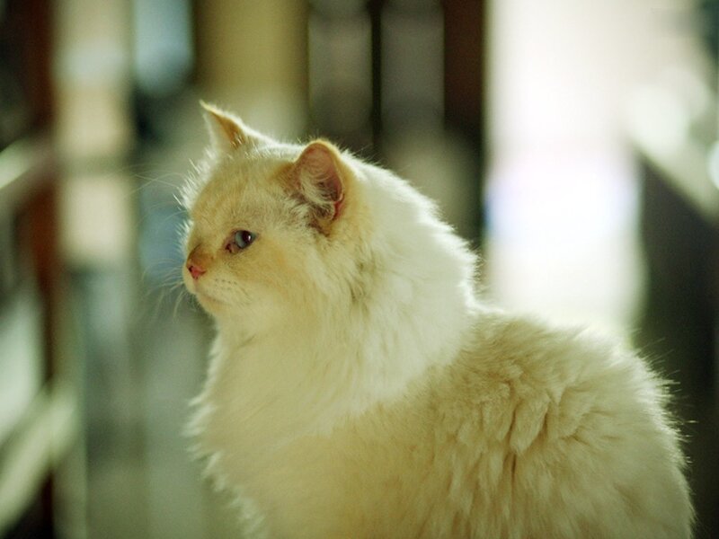 fluffy white cat in sunlight