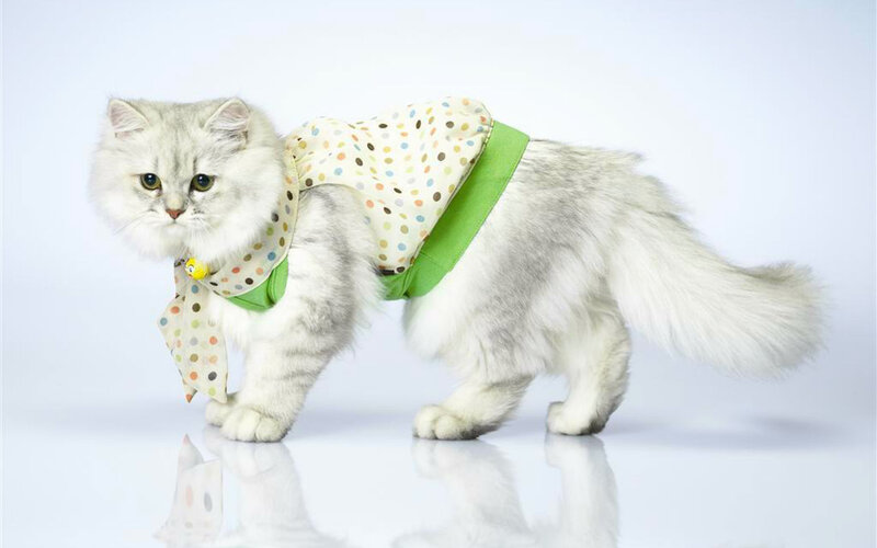 Fluffy White Cat in Vest
