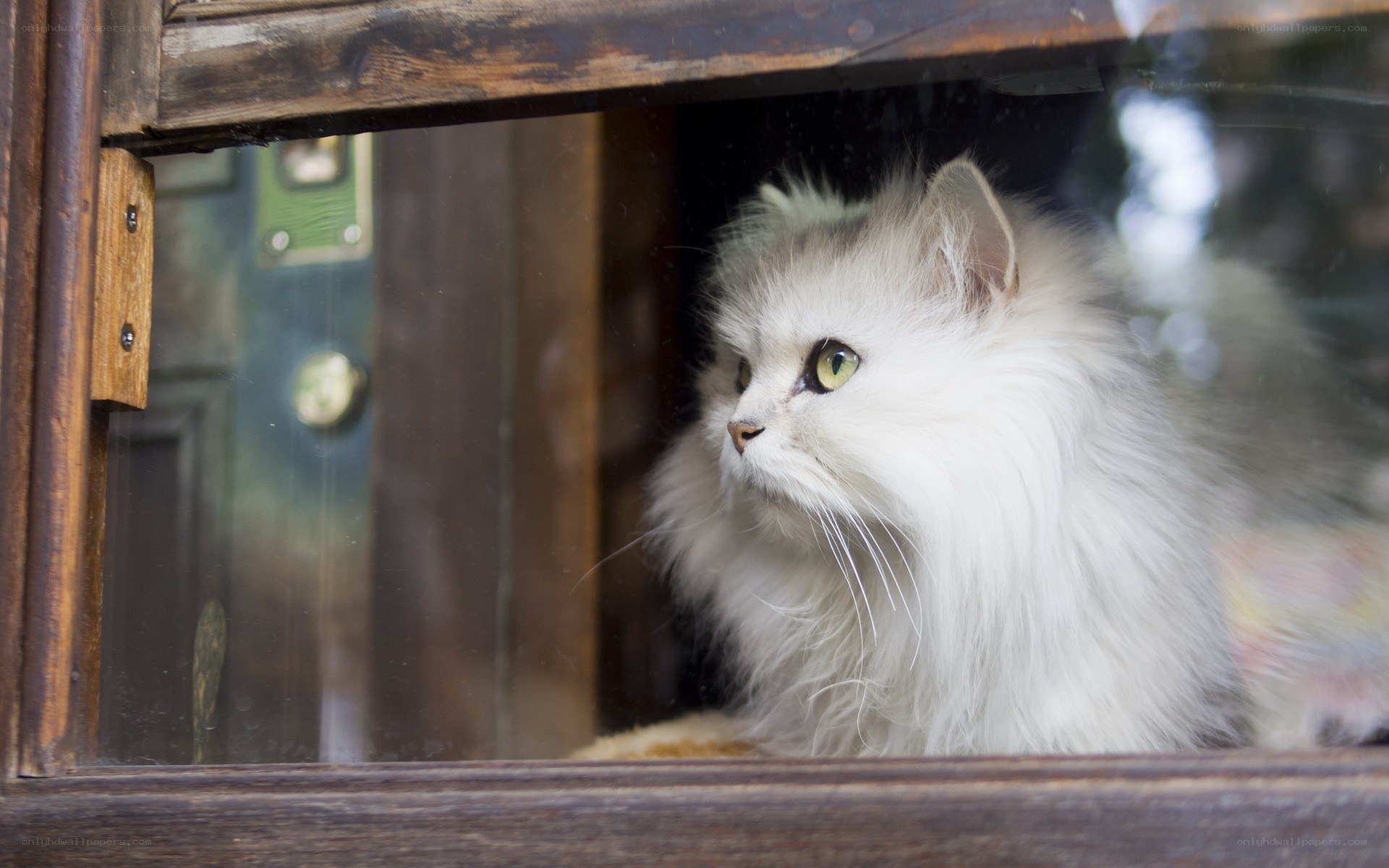 fluffy white cat in window