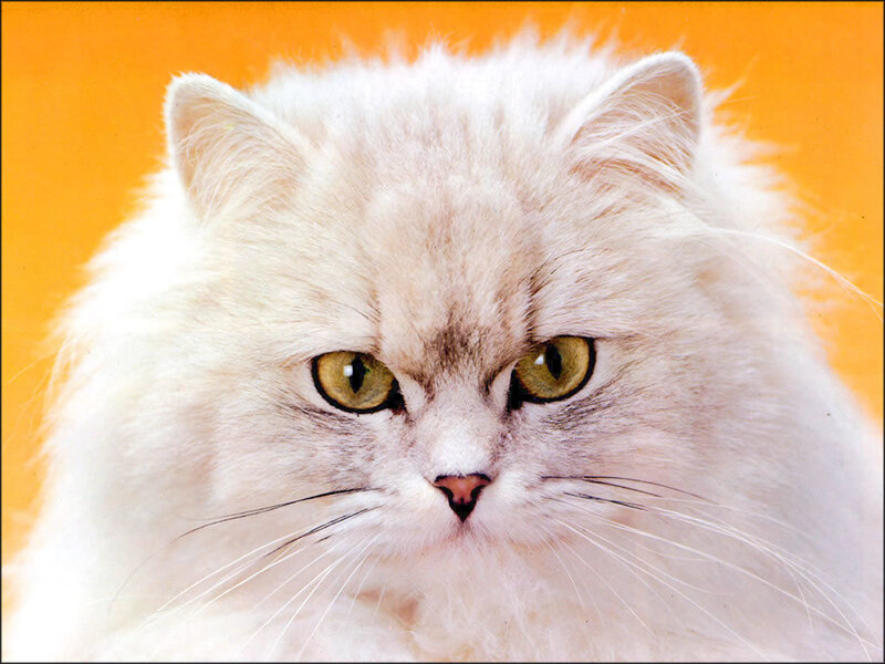 Fluffy White Cat — Intense, Photograph