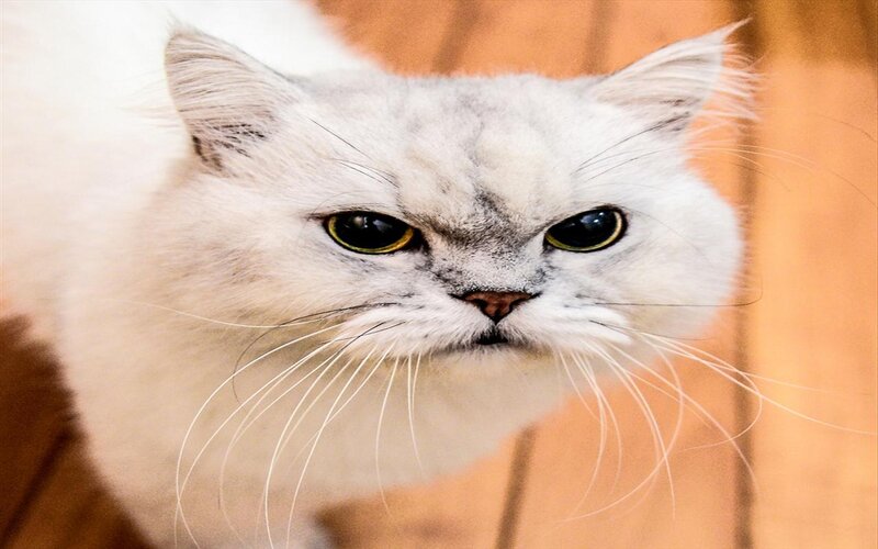 Fluffy White Cat — Intense, Photograph, Whiskers
