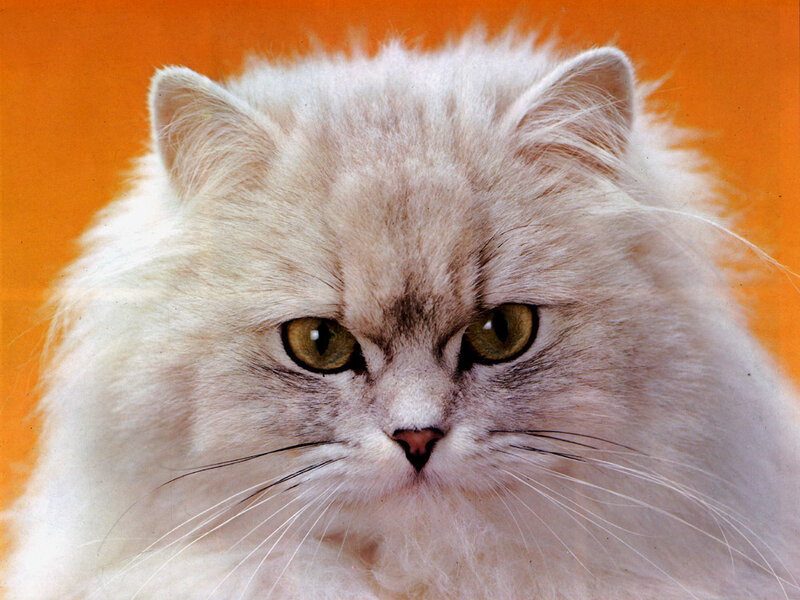 Fluffy White Cat — Intense