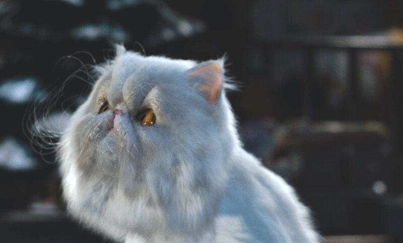 fluffy white cat looking up