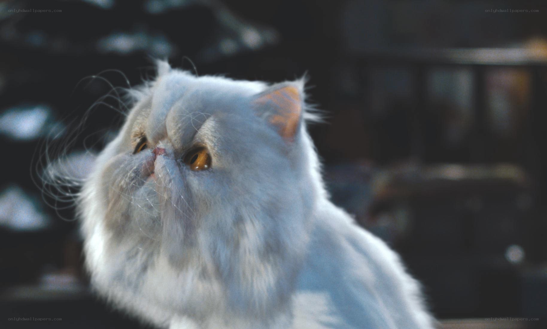 fluffy white cat looking up