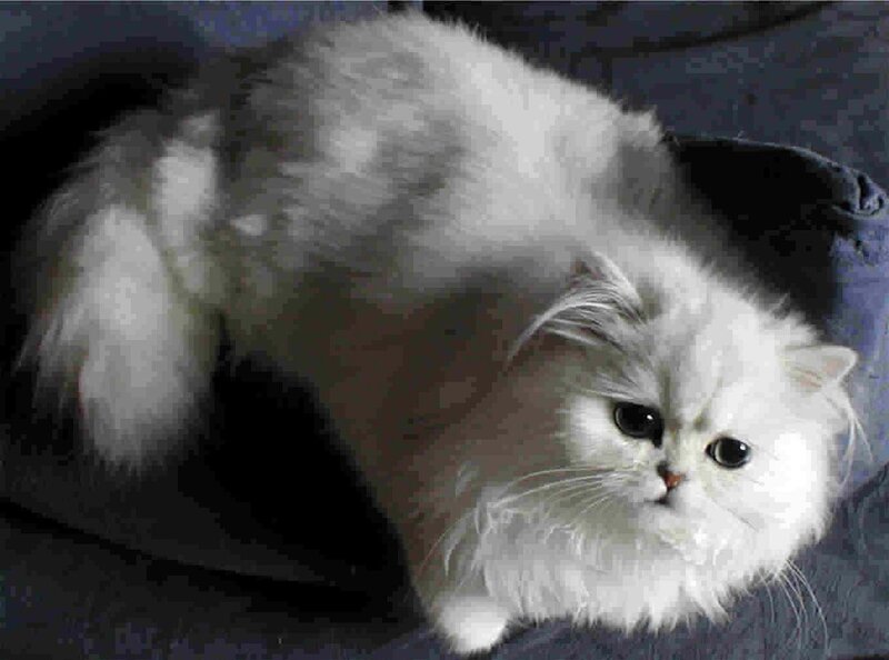 fluffy white cat lying down
