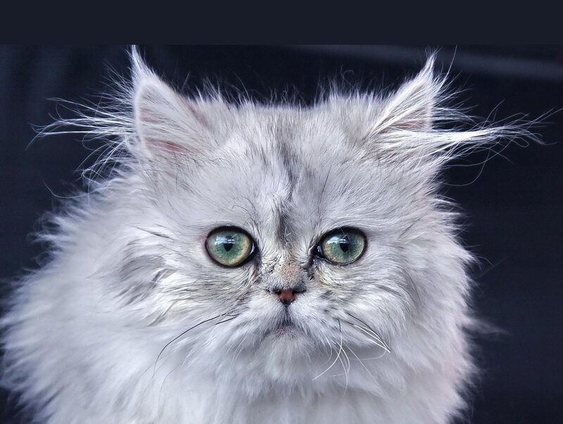 Fluffy White Cat — Neutral, Photograph, Green Eyes