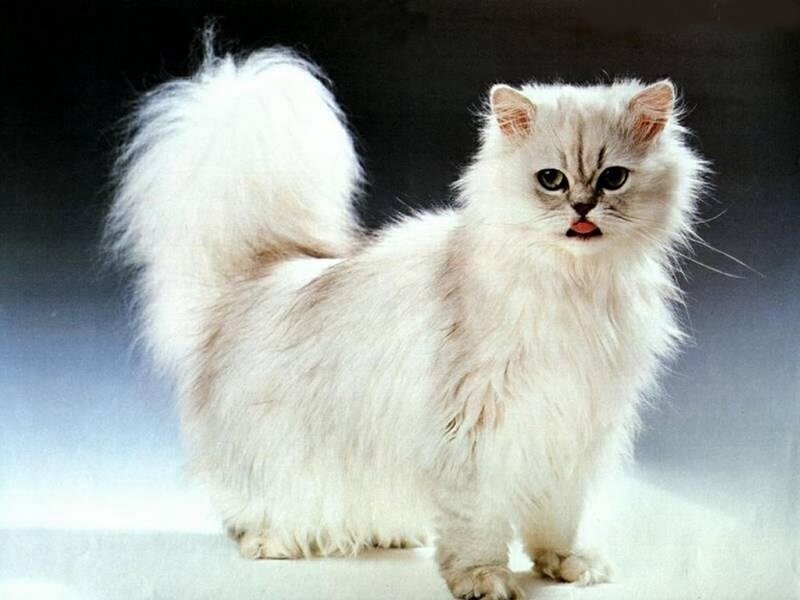 Fluffy White Cat — Neutral, Photograph, Tail