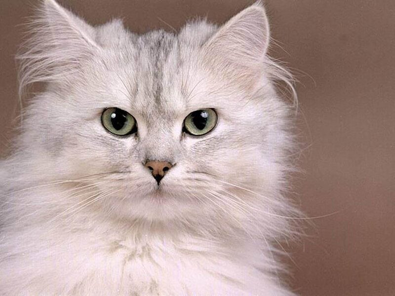Fluffy White Cat — Neutral, Photograph