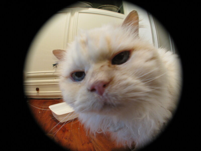 Fluffy White Cat — Neutral