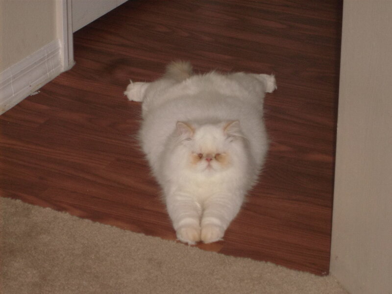 fluffy white cat on floor