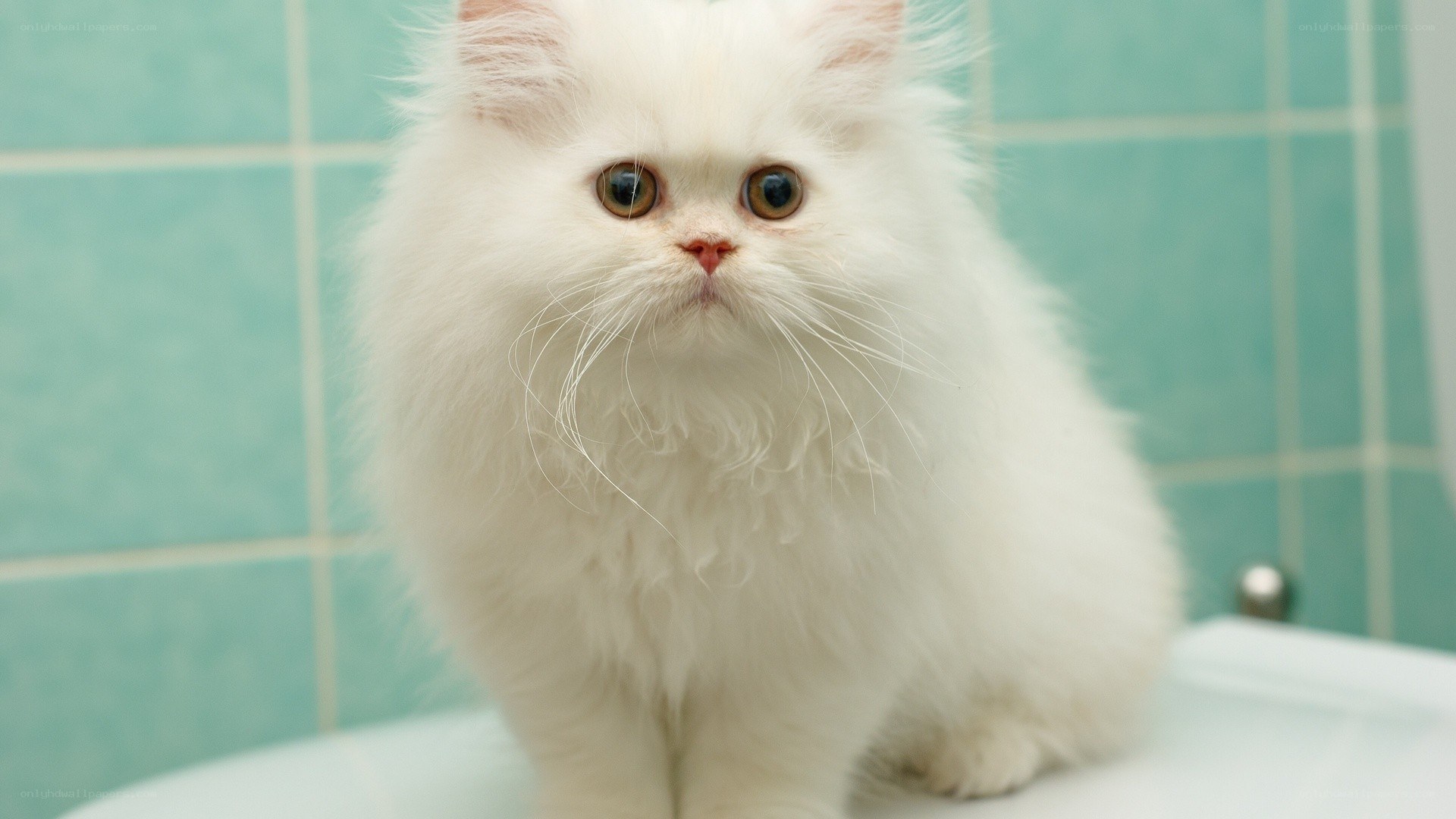 fluffy white cat on toilet