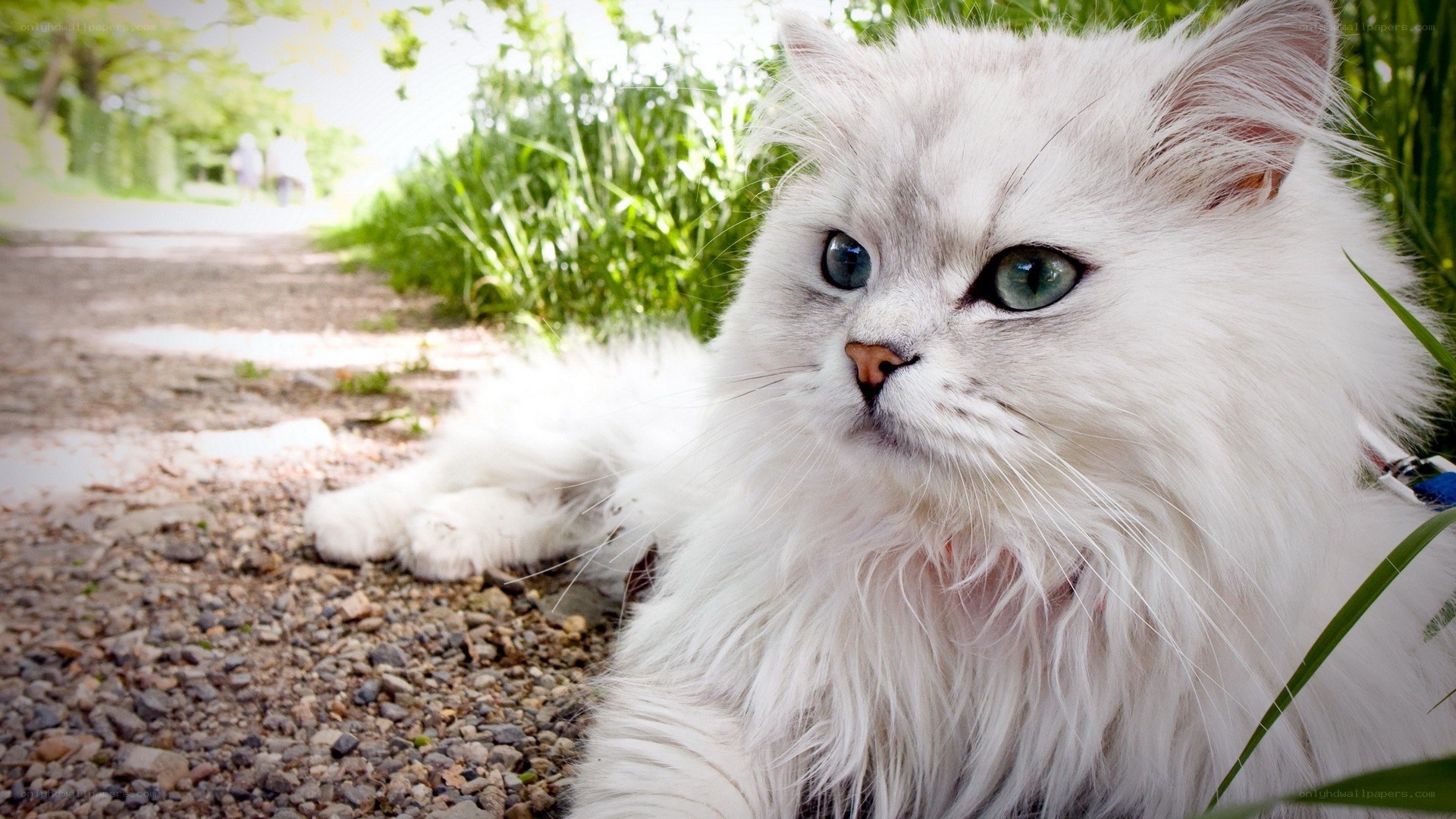 fluffy white cat outdoors
