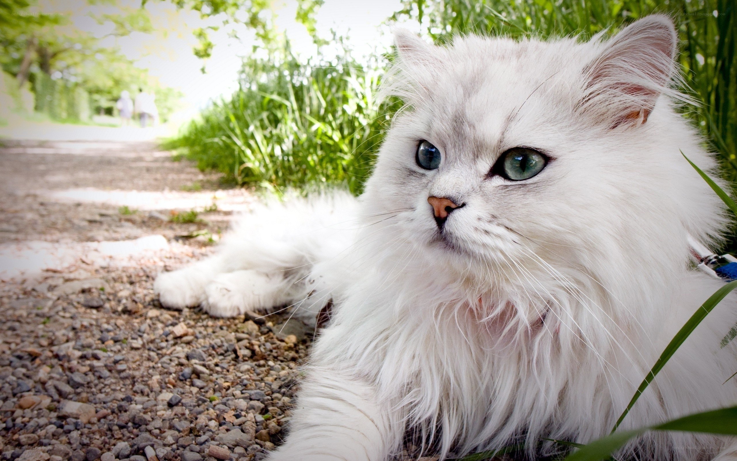 fluffy white cat outdoors