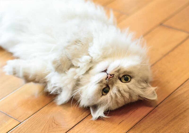 Fluffy White Cat — Playful, Afternoon