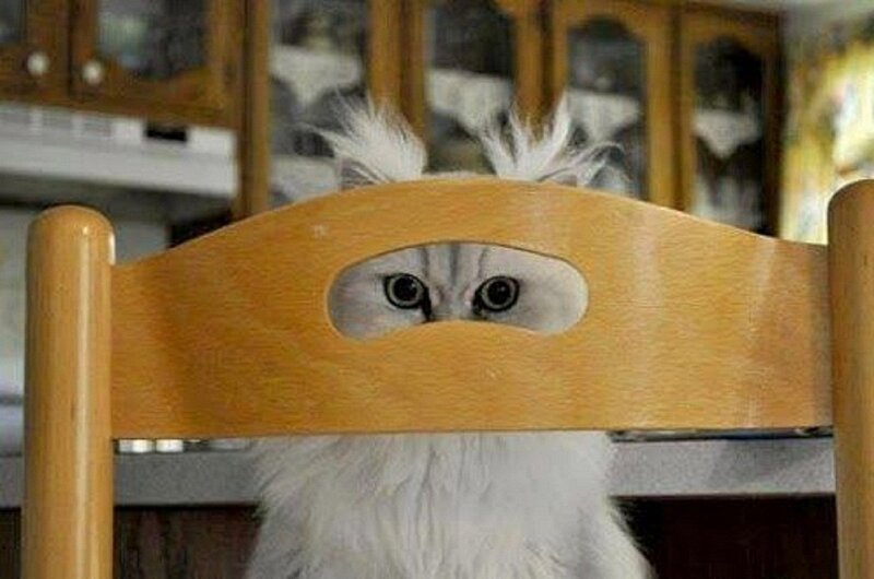 Fluffy White Cat — Playful, Photograph, Chair