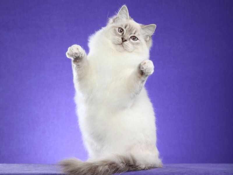 Fluffy White Cat — Playful, Photograph