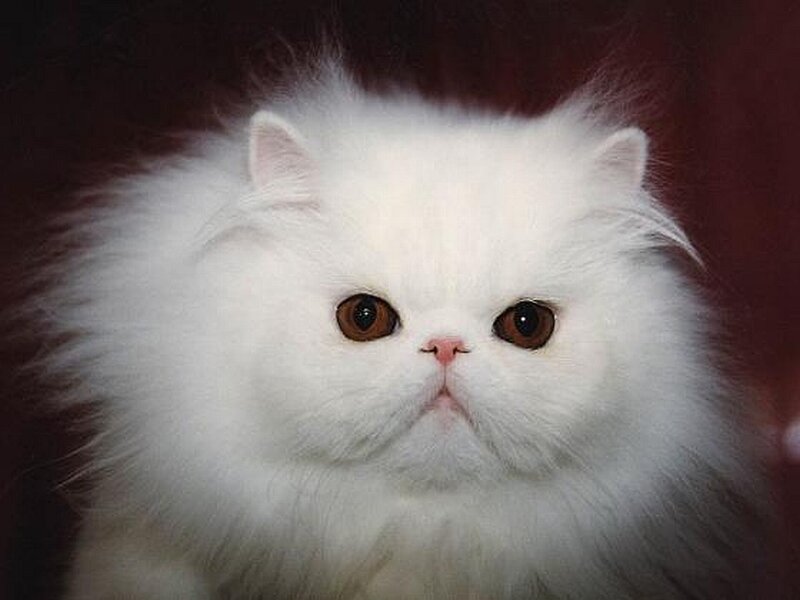 fluffy white cat portrait