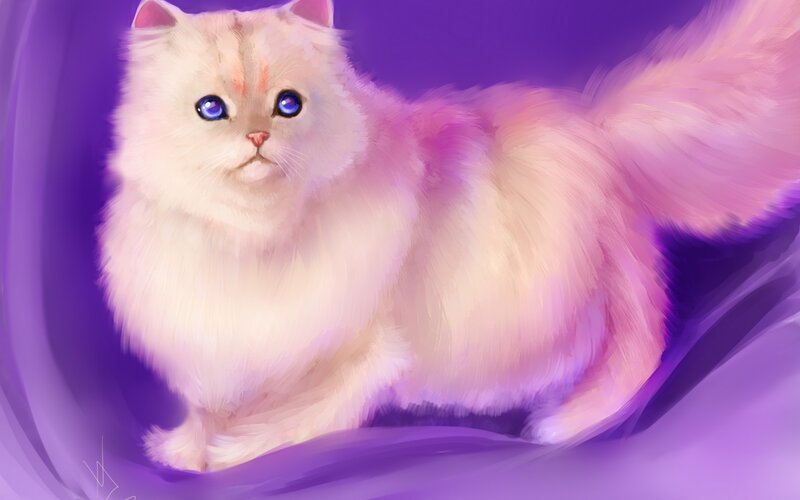 Fluffy White Cat — Purple, Calm