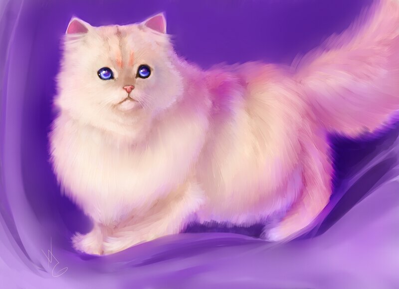 Fluffy White Cat — Purple, Serene