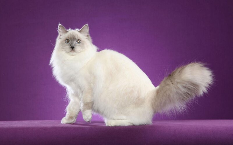 Fluffy White Cat — Purple