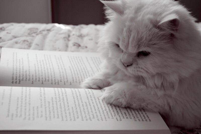 Fluffy White Cat Reading