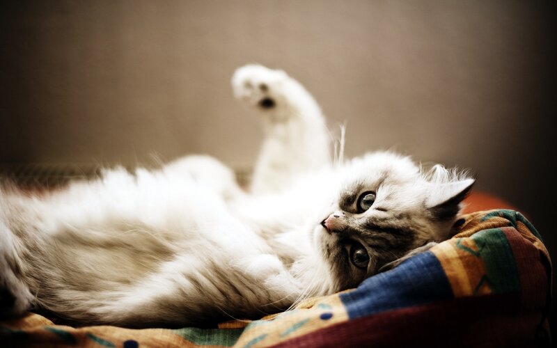 Fluffy White Cat — Relaxed, Photograph