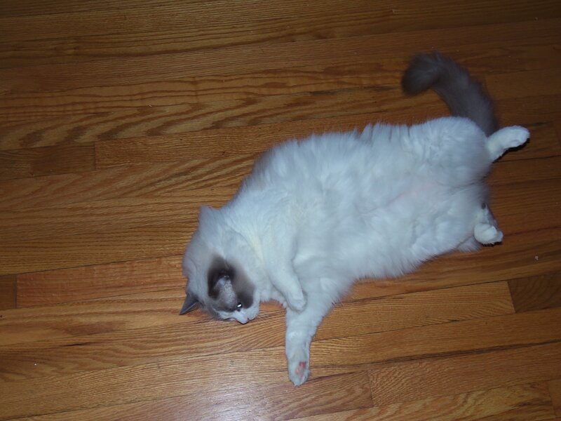 Fluffy White Cat — Relaxed, Photograph, Wood Floor