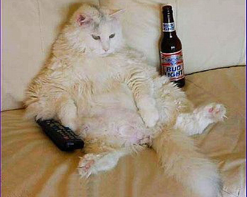 Fluffy White Cat — Relaxed