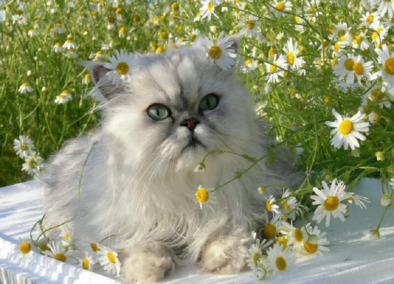 Fluffy White Cat — Serene