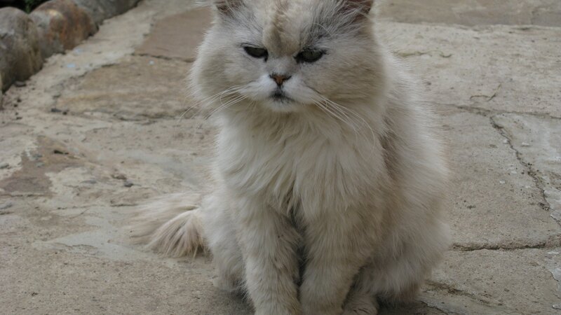 fluffy white cat sitting