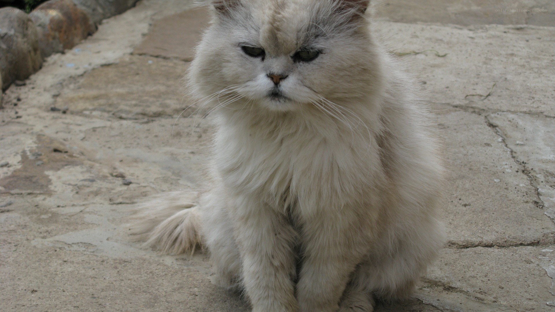 fluffy white cat sitting