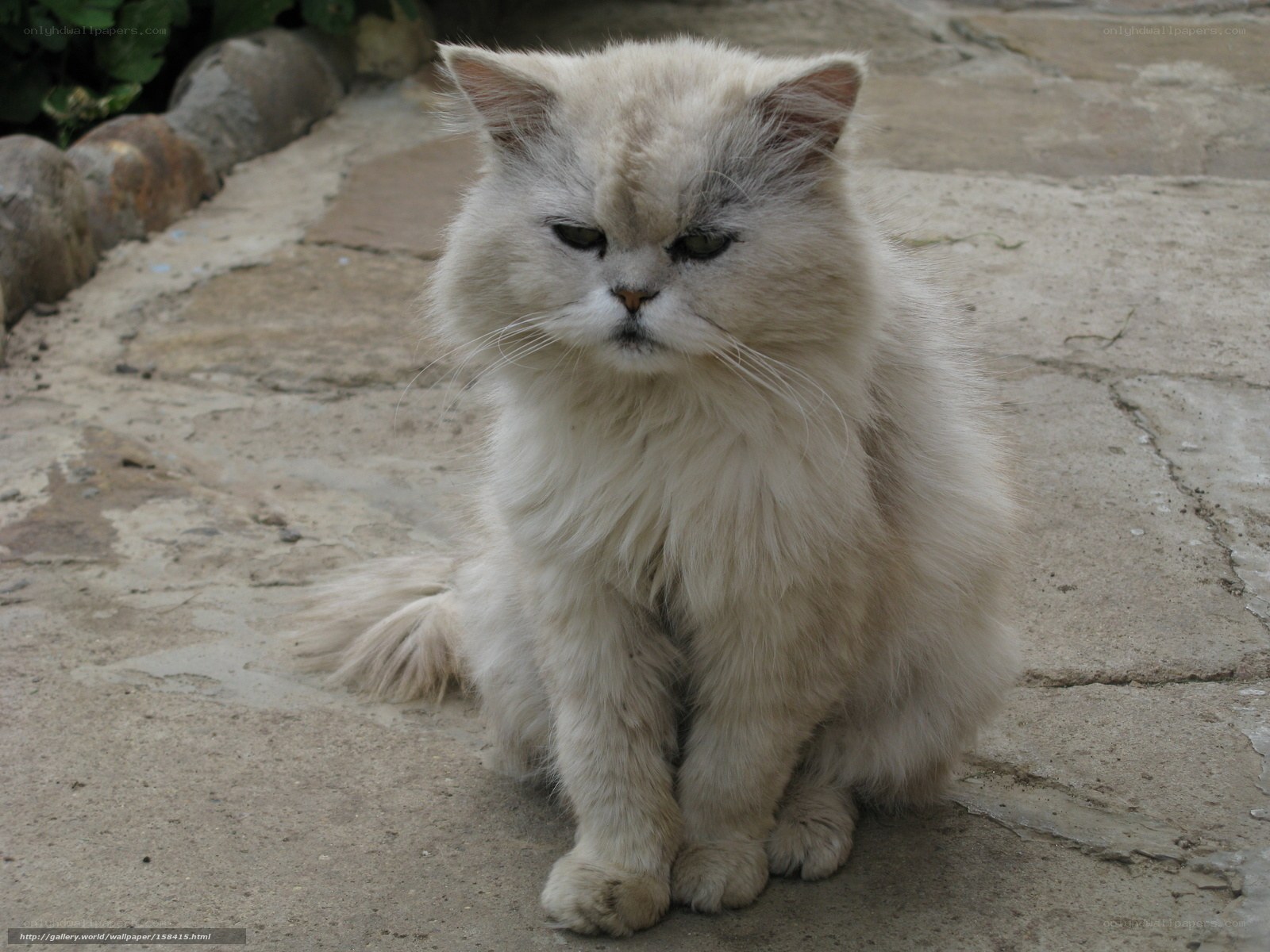 fluffy white cat sitting