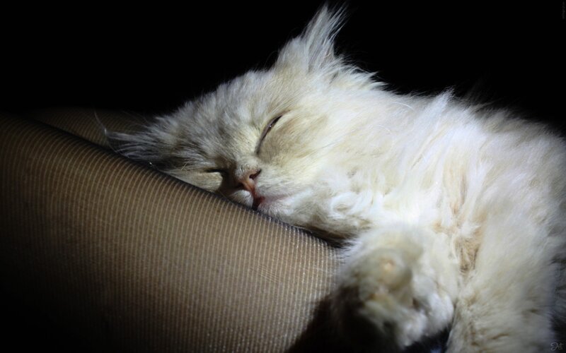 Fluffy White Cat Sleeping — Serene, Night