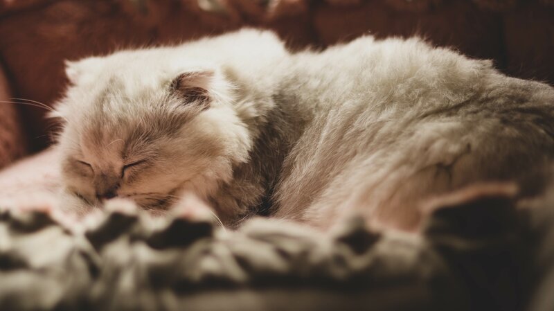 Fluffy White Cat Sleeping