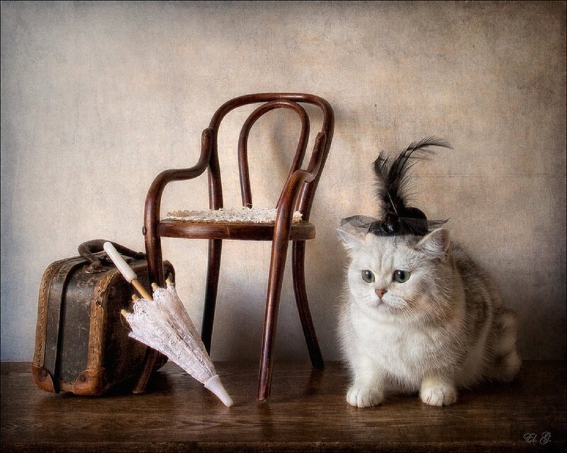 Fluffy White Cat — Still Life