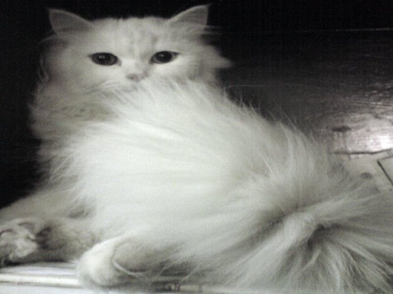 fluffy white cat