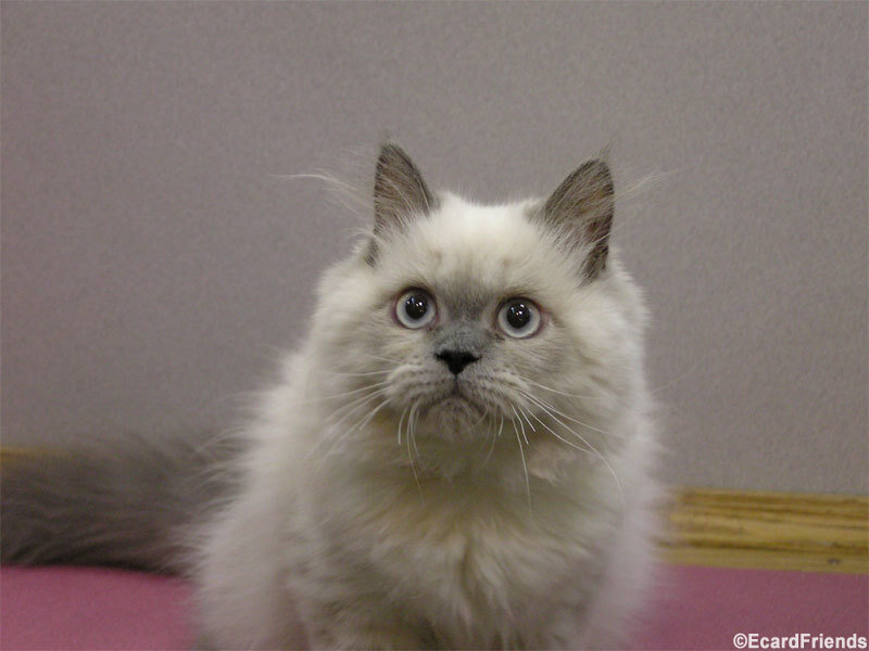 fluffy white cat with big eyes
