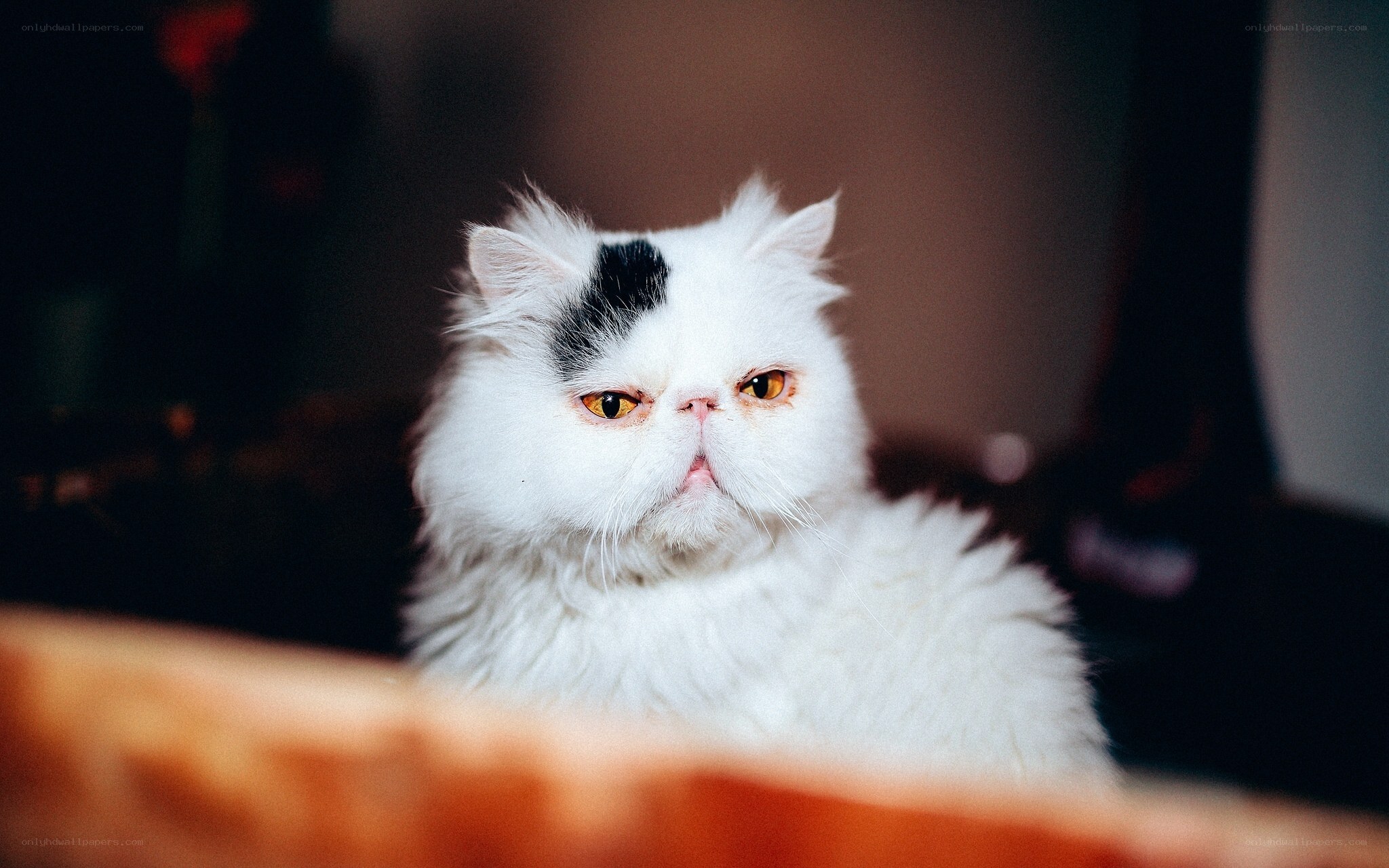 fluffy white cat with black spot
