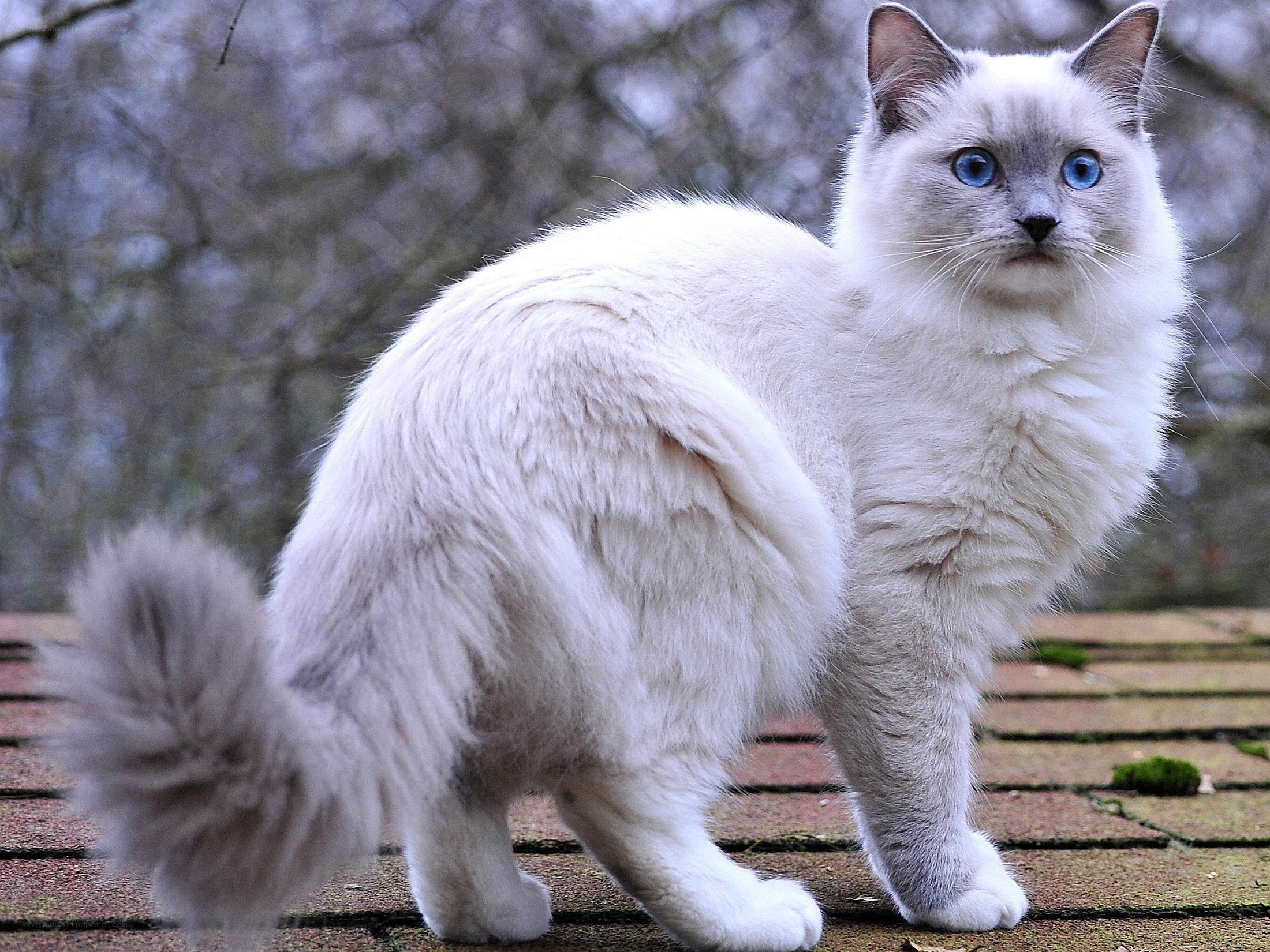 fluffy white cat with blue eyes