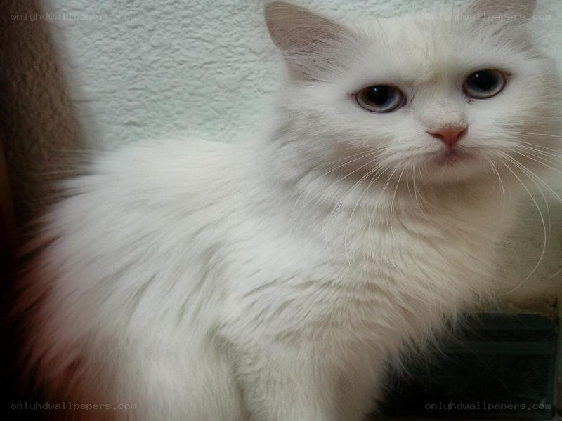 fluffy white cat with blue eyes