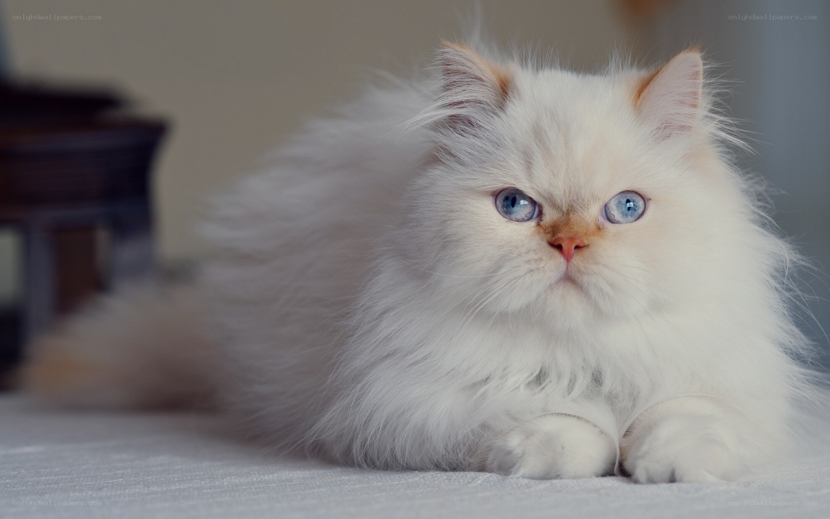 fluffy white cat with blue eyes