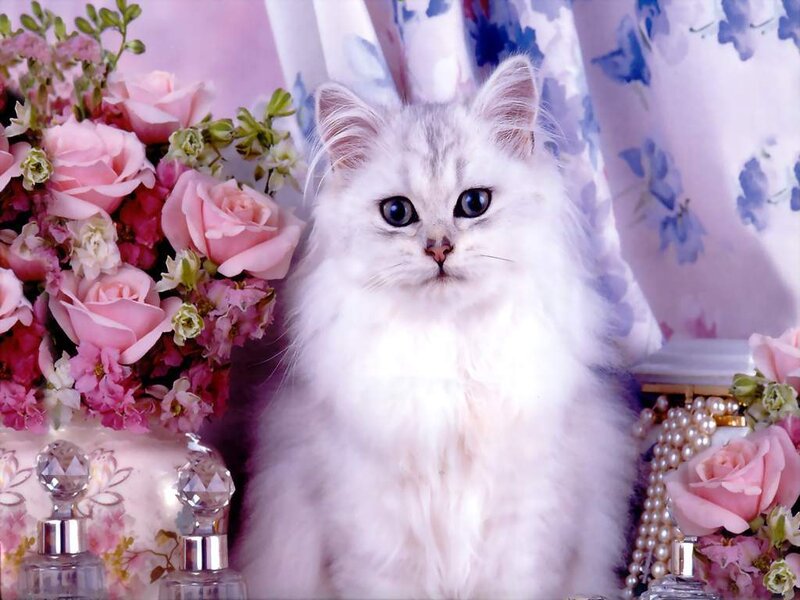 fluffy white cat with flowers
