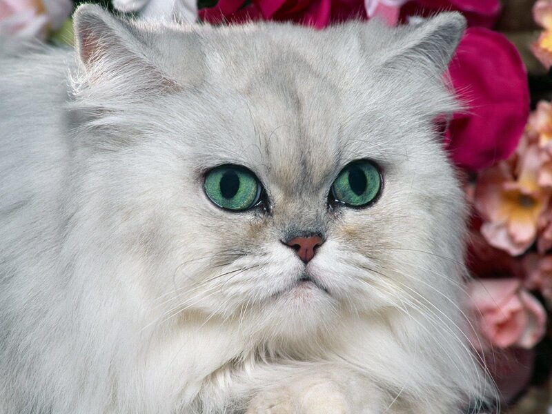 fluffy white cat with green eyes