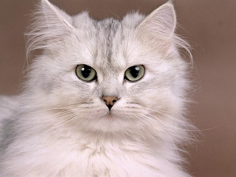 fluffy white cat with green eyes