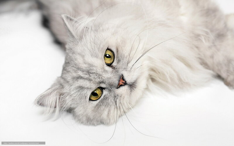fluffy white cat with green eyes