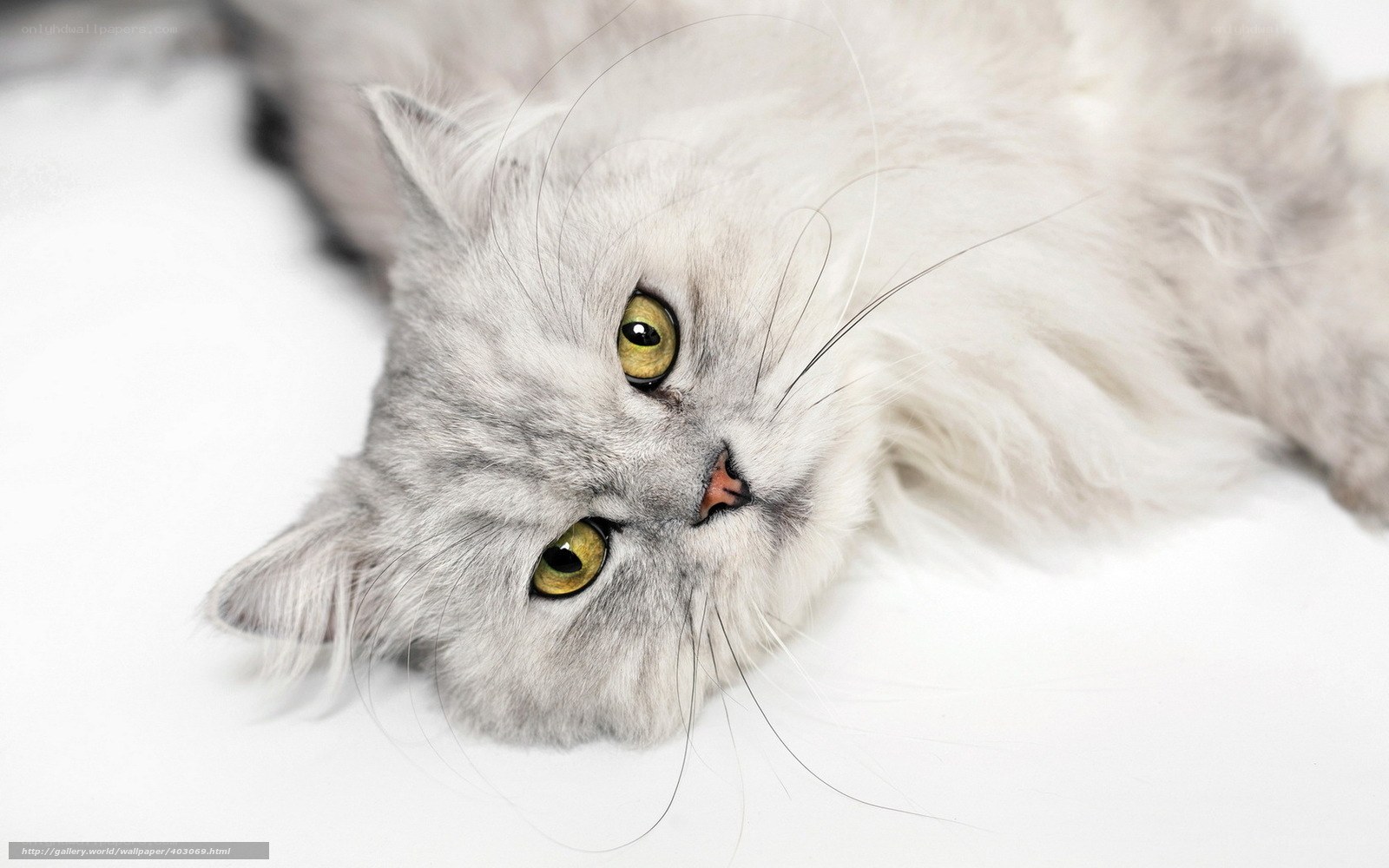 fluffy white cat with green eyes