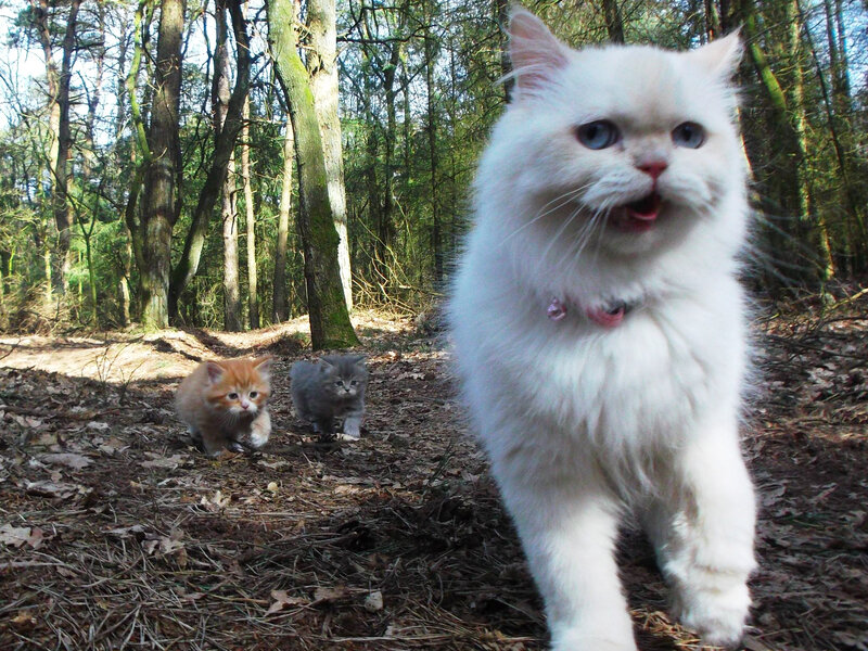 Fluffy White Cat with Kittens